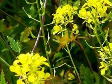 Una crucifera gialla - Sinapis sp.